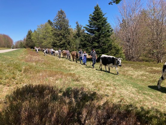 Transhumanz - Kühe werden auf die Weide getrieben