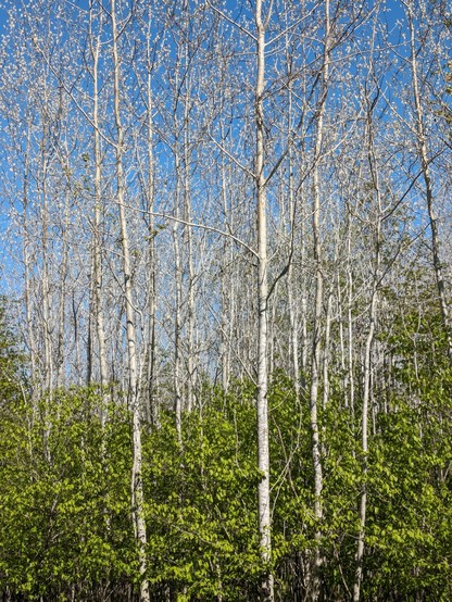 Against a blue gradient sky, white budding Aspen reach out of the already leafed underbrush towards the spring sun.