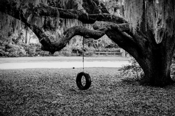 A black and white photo of a gnarled oak tree with a tire swing hanging from it.  