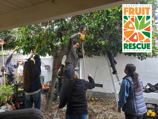 🌳🍎🍊 Huge shoutout to our incredible ForestR Contra Costa Fruit Rescue team!

https://www.forestr.org/fruit-rescue/

🎉 Since 2023, they have collected an astounding 91,876+ lbs of local fruits, with 31,420+ lbs gathered in 2024 alone!

Your dedication and hard work are making a significant impact on our community, reducing food waste, and providing fresh produce to those in need. 🍑🍐🥭

Thank you to all our volunteers, supporters, and partners who make this possible. Together, we’re creating a healthier, more sustainable future! 🌿💚

#ForestrOrg #FruitRescue #CommunityImpact #Sustainability #FoodRescue #ContraCosta #HealthyLiving #VolunteerAppreciation