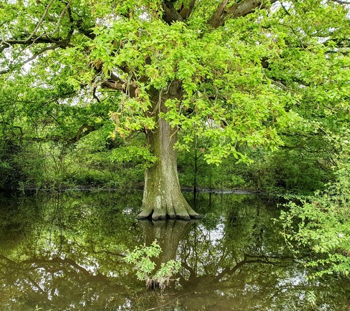 A mature oak with outstretched boughs and fresh foliage is reflected in floodwaters 