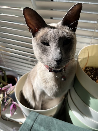 My cat sat completely with all four paws in a plant pot filled with soil. She’s staring at the camera; yes and?