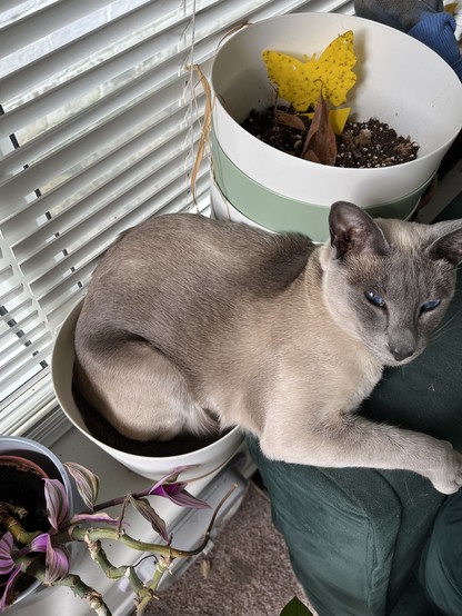 Cat with her bum and back half of body in a plant pot, front paws resting on nearby sofa