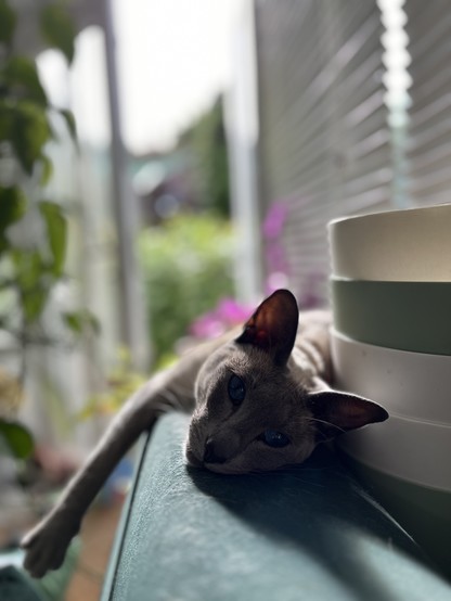 Tiggie, a Siamese cat stretched out along the back of the sofa, paw dangling