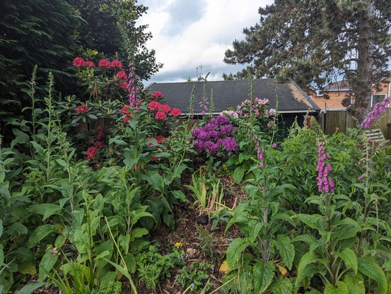 Raised bank of shrubs and flowers in front of the shed. The shrubs include a large red azalea, a pinkish rhododendron and purple azalea with foxgloves scattered across the bank. 

The large fir tree is in the far right background.