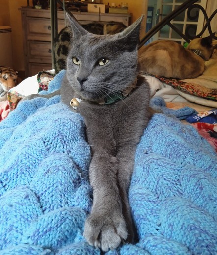 A blue cat with green eyes, lying on a blue knitted blanket with his paws crossed - the picture of smug satisfied comfort. Behind him are 2 other cats, a wooden cabinet and a giant plush tiger.