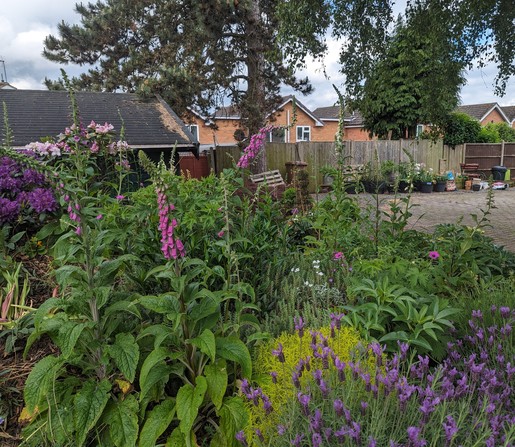 Raised bank of shrubs and flowers in front of the shed. The shrubs include a pinkish rhododendron and purple azalea with foxgloves scattered across the bank. In the left foreground there are a couple of clumps of french lavender in flower.

The large fir tree is in the centre background.