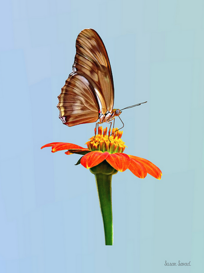 A Julia butterfly is perched gracefully on a bright orange flower with its wings slightly open. Julia butterflies are common throughout the southeastern United States. They can also be found in tropical regions of Central American, the Caribbean and South America.