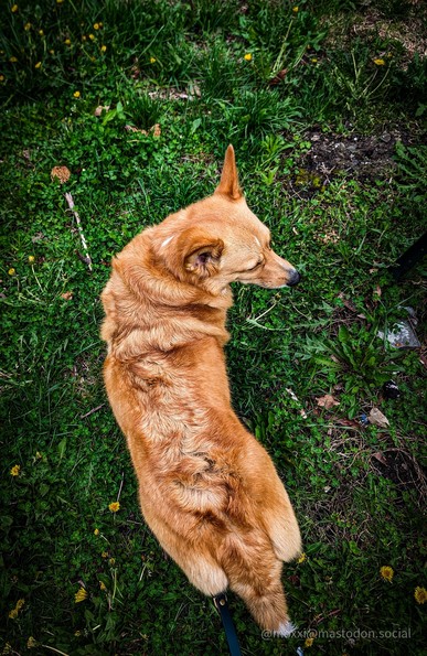 moxxi the Corgi is standing outside in the grass. the photo is taken from above and there are morels in the top left corner.