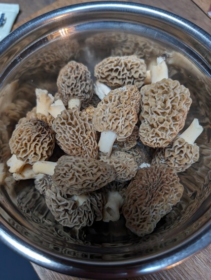 a metal bowl full of blonde morels.