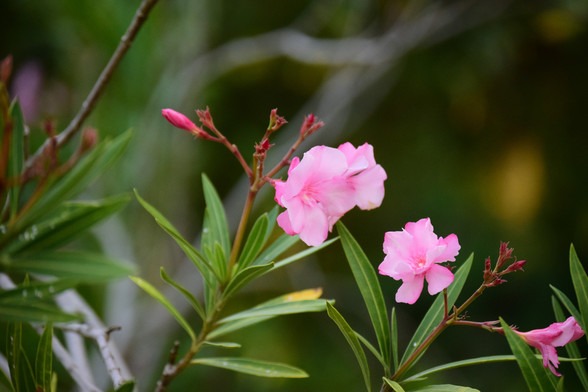 A close up photo of 2 pink flower blooms side by side.  