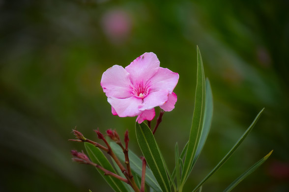 A close up photo of a pink flower bloom.