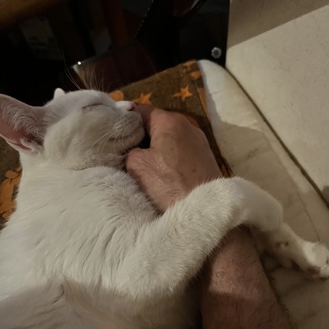 a white cat holds on to and sleeps against my arm
