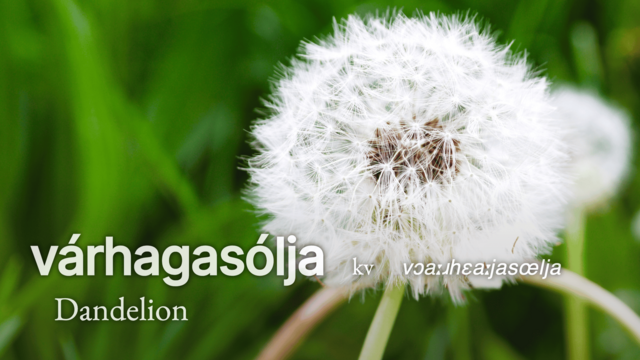 Dandelion