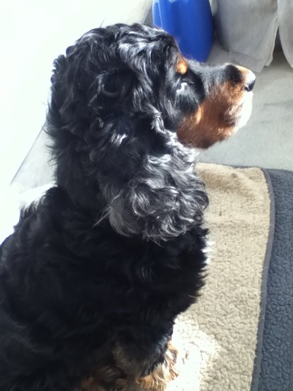 Foto von der Seite.
Schwarzer Cocker-Spaniel Brandy sitzt auf einer Decke und schaut vor sich hin.  Vielleicht hat er gerade einen Tagtraum, vielleicht geniesst er aber auch einfach die Sonne.