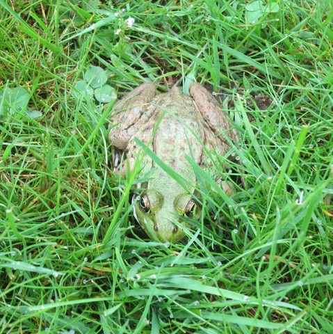 A frog peeking out through some grass.