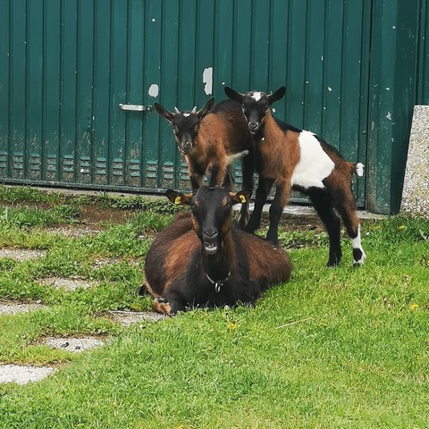 Picture of a mother goat sittong in the grass with 2 child gosts standing on top of her 