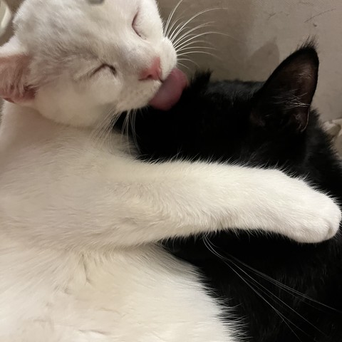 a white cat hugs the face and kisses the head of a black cat