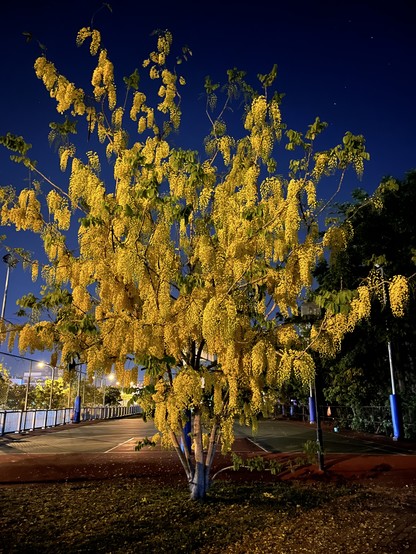 A night photo of a large tree draped in hanging clusters of bright yellow flowers and green leaves.  In the background just beyond the tree is an empty basketball court, while the night sky is a deep blue with some stars visible.  The ground in front of the tree is grass on the left and paved on the right, all of which, along with some of the basketball court, is peppered with yellow flowers that have fallen from the tree.
