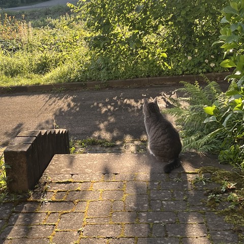 Tiefstehende Morgensonne bringt die Wiese zum Leuchten. Eine Katze sitzt im Vorgarten und schaut auf diese Wiese.