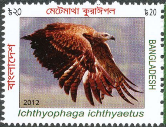 a postage stamp , in the middle is a color image of a large brown bird with a grey head, its wings flapping, they are down, a violet and grey sky behind it, around the white border in black and red is script in their language, at the bottom in green is the latin name of the bird, on the right border in green it reads 'bangladesh' , in the lower corner of the image of the bird in small black text it reads '2012'