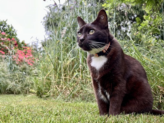 Brown and white tuxedo cat sitting on the grass outside