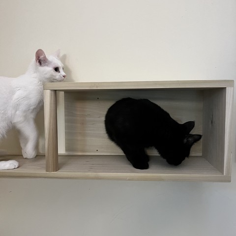 a white cat with her chin on the top of a wall cubby made for cats and a black cat coming into the cubby through a hole in the wall from another room