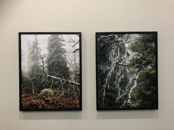 Ritva Kovalaisen ja Sanni Sepon Pohjoistuulen metsä -näyttelyn kaksi taulua Turun taidemuseon seinällä. Taulujen valokuvissa on vanhaa metsää ja sumua.