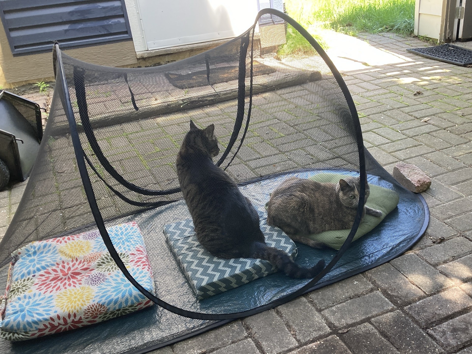 Cats in a tent.