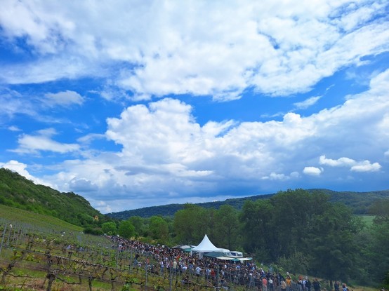 Ausblick von der Hälfte des Weinbergs.
