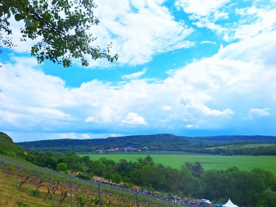 Ausblick von oberhalb des Weinberges.