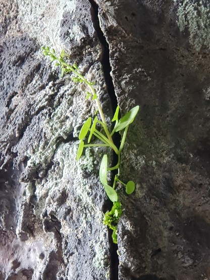 A plant grows out of a fissure in the wall of a basalt lava cave near Mount Etna 