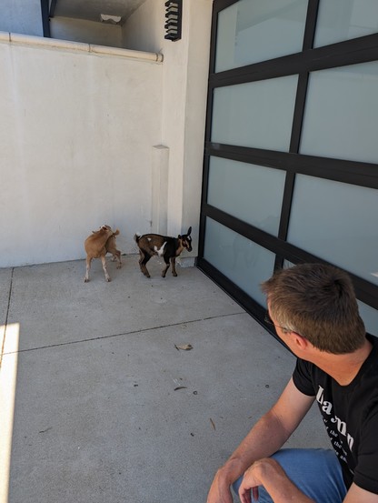Two goats near a garage door.