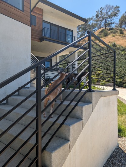 Two young goats climbing front steps to a house.