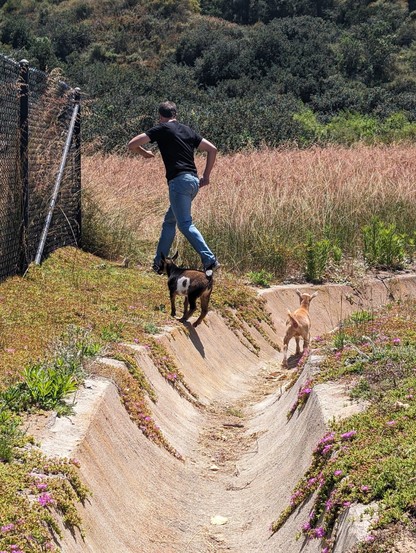 Two young goats walking in a yard following a person.