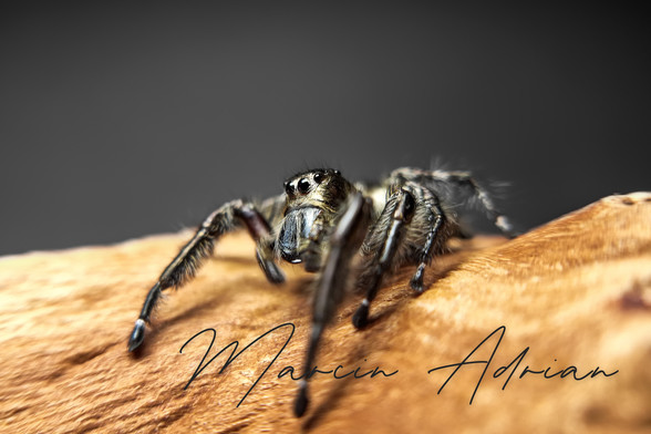 Hyllus diardi Männchen Springspinnen, Jumping Spider (Salticidae) macro photography.
Marcin Adrian Fotograf aus Wesseling
marcinadrian.de

#jumpingspider #jumpingspiders #jumpingspidersofinstagram #giantspider #spiderlover #instaspider #spiderlove #spiderling #insektenfotografie #springspinne #spiders #spiderphotography #jumpingspidersarecute #spider #arachnid #springspinnen #hyllus_diardi #hyllusdiardi #photography #spinnenbilder #spiderworldwide #spinne #nature #spinnenaufinstagram #spinnenliebe #spiderworld #naturephotography #terraristik #insektenliebe #terrarium