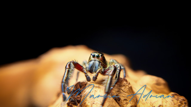 Hyllus diardi Männchen Springspinnen, Jumping Spider (Salticidae) macro photography.
Marcin Adrian Fotograf aus Wesseling
marcinadrian.de

#jumpingspider #jumpingspiders #jumpingspidersofinstagram #giantspider #spiderlover #instaspider #spiderlove #spiderling #insektenfotografie #springspinne #spiders #spiderphotography #jumpingspidersarecute #spider #arachnid #springspinnen #hyllus_diardi #hyllusdiardi #photography #spinnenbilder #spiderworldwide #spinne #nature #spinnenaufinstagram #spinnenliebe #spiderworld #naturephotography #terraristik #insektenliebe #terrarium