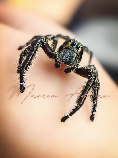 Hyllus diardi Männchen Springspinnen, Jumping Spider (Salticidae) macro photography.
Marcin Adrian Fotograf aus Wesseling
marcinadrian.de

#jumpingspider #jumpingspiders #jumpingspidersofinstagram #giantspider #spiderlover #instaspider #spiderlove #spiderling #insektenfotografie #springspinne #spiders #spiderphotography #jumpingspidersarecute #spider #arachnid #springspinnen #hyllus_diardi #hyllusdiardi #photography #spinnenbilder #spiderworldwide #spinne #nature #spinnenaufinstagram #spinnenliebe #spiderworld #naturephotography #terraristik #insektenliebe #terrarium