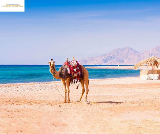 Take a early morning flight or private transfer to Hurghada
Relax on the beaches or enjoy water sports like snorkeling or diving in the Red Sea
Explore the old town of Hurghada and its promenade