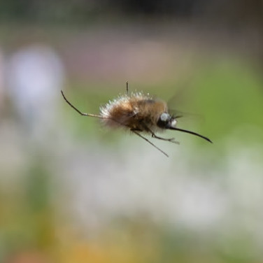 Makro Foto eines fliegenden Wollschwebers vor unscharfen Hintergrund. Es ist ein pelziges Insekt, welches im Flug seine Beine in (gefühlt) alle Richtungen von sich streckt.