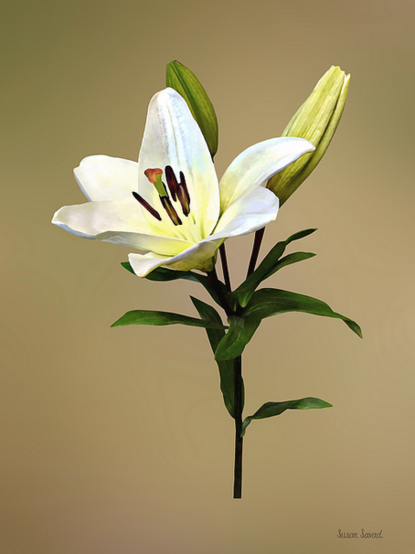 A single pale lily is shown with its petals open to showcase a distinct array of stamens and pistil. Yellow lilies symbolize thankfulness, joy and friendship.