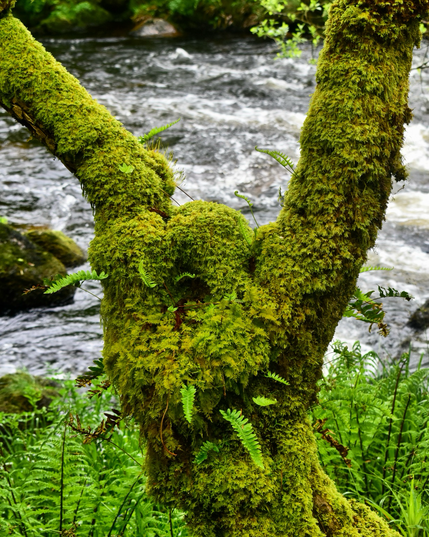 A two pronged mossy hazel trunk.