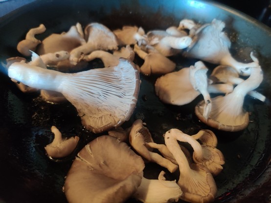 Raw Blue oyster mushrooms, scattered in a pan with a bit of butter.