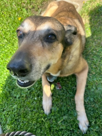 A mixed breed GSD on grass, looking up at a person taking a close up photo