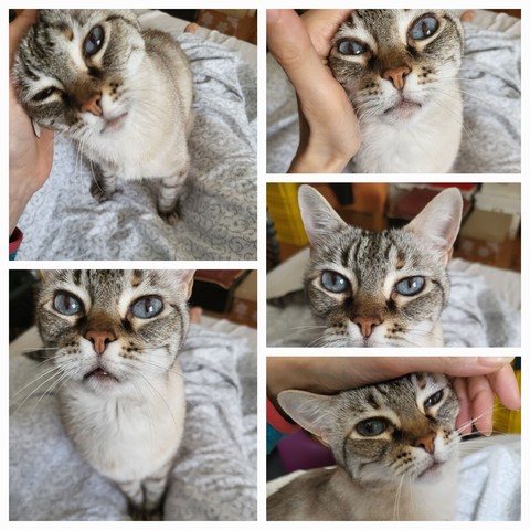 Collage von fünf Katzenszenen einer cremeweißgraugetigerten Katze mit in die Kamera lächelnden blauen Augen, die Szenen zeigen, wie sie sich auf einer weißen Bettdecke in die Hand der fotografierenden Person schmiegt oder einfach lieb guckt.