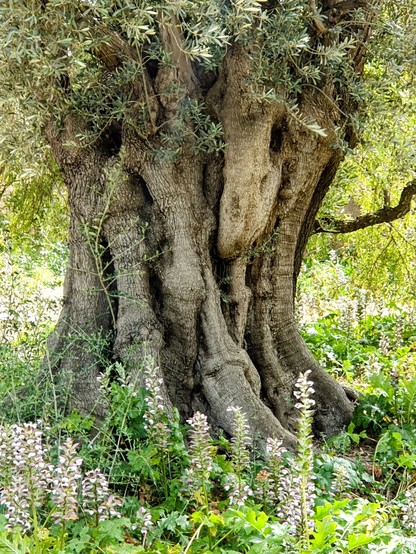 An ancient, gnarled and fissured olive tree in afternoon sun, surrounded by the tall flower spikes of acanthus 