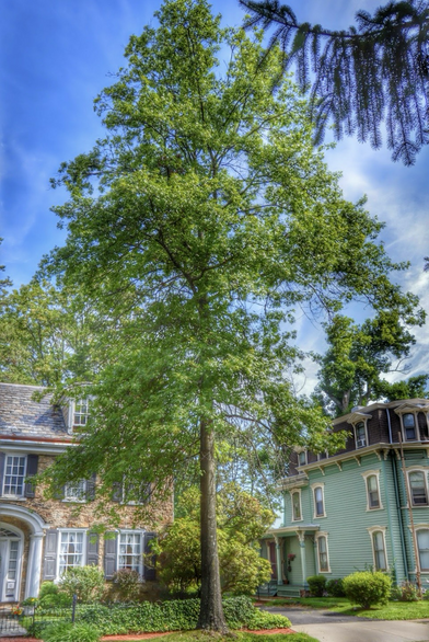 Tree between historic homes in Langhorne PA