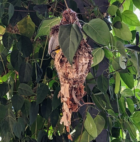 A photograph of an oblong, hanging nest, bulbous in the centre, on a backdrop of leafy vibes. The small face and gently curved beak of a female olive-backed sunbird is just visible from a small entryway on the left side of the nest, protectively framed by a large grey feather and more leaves