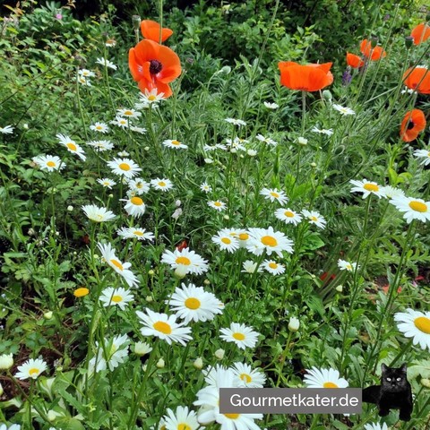 Margeritten  und Mohn im Garten