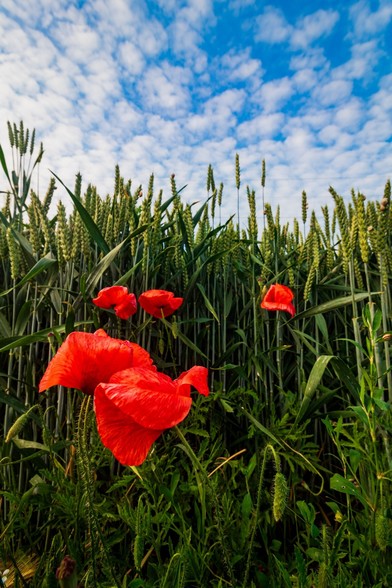 Se puede ver desde un punto ligeramente contrapicado unas amapolas en un campo de espigas verdes y un cielo azul.

You can see in a low angle view some poppies in a green wheat field with a blue sky.